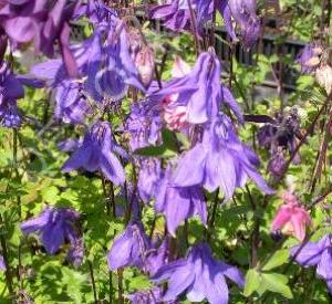 Aquilegia alpina