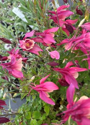 Aquilegia caerulea 'Spring Magic Rose and Ivory'