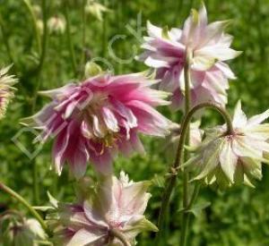 Aquilegia vulgaris 'Black Barlow'