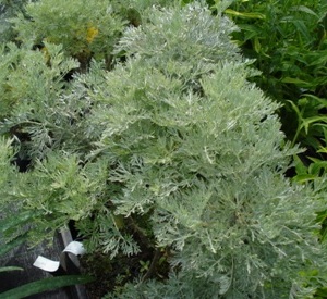 Artemisia 'Powis Castle'