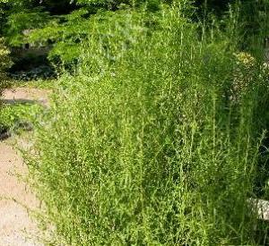 Artemisia dracunculus