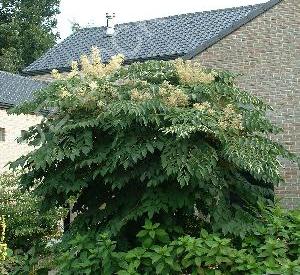 Aralia elata