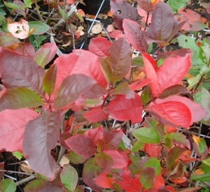 Aronia melanocarpa