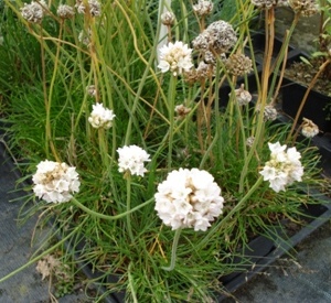 Armeria maritima 'Armada' White (r)