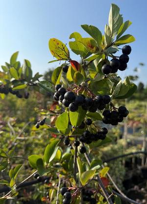 Aronia prunifolia 'Aron'