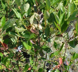 Aronia prunifolia 'Hugin'