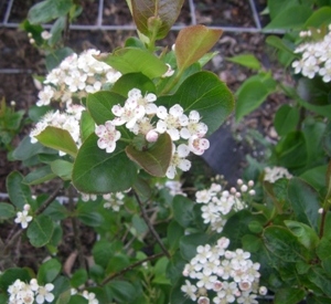 Aronia prunifolia 'Viking'