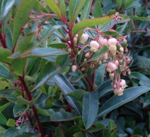 Arbutus unedo 'Rubra'