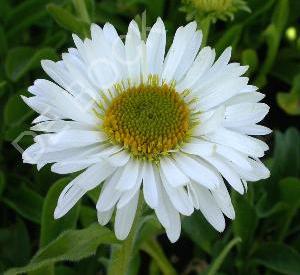 Aster alpinus 'Albus'