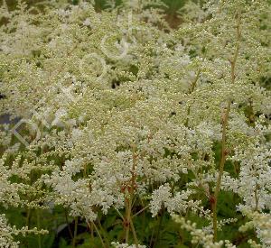 Astilbe arendsii 'Brautschleier'