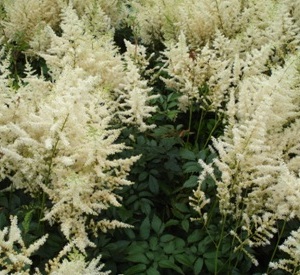 Astilbe arendsii 'Diamant'