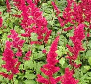 Astilbe arendsii 'Fanal'