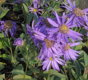 Aster amellus 'Rudolf Goethe'