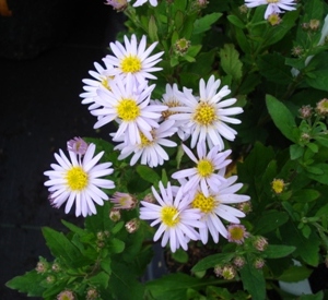 Aster ageratoides 'Stardust'