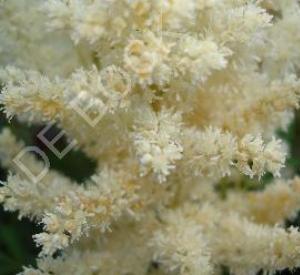 Astilbe arendsii 'Weisse Gloria'