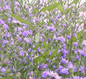 Aster cordifolius 'Little Carlow'