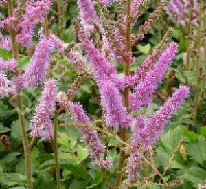 Astilbe chinensis 'Pumila'