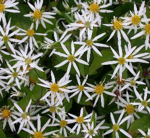 Aster divaricatus