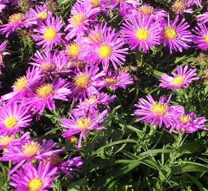 Aster dumosus 'Alice Haslam'