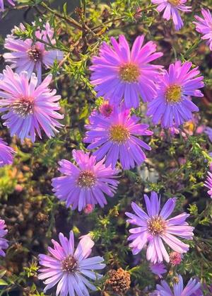 Aster dumosus 'Herbstgruss von Bresserhof'