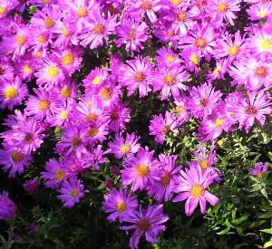 Aster dumosus 'Kassel'