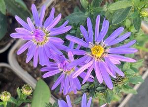 Aster dumosus 'Professor Anton Kippenberg'