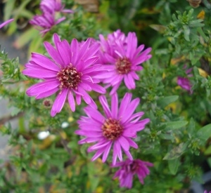 Aster dumosus 'Starlight'