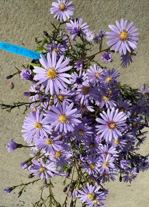 Aster ericoides 'Blue Star'