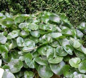 Asarum europaeum