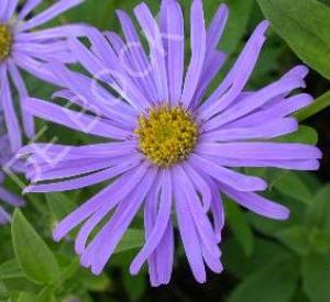 Aster frikartii 'M�nch'