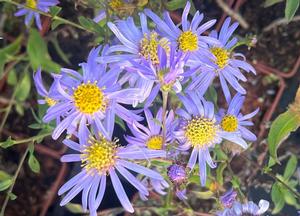 Aster frikartii 'Wunder von Stäfa'