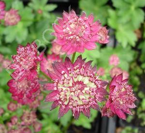 Astrantia hybride 'Moulin Rouge'