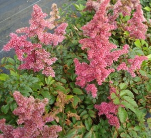 Astilbe japonica 'Bonn'