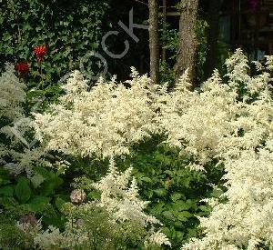 Astilbe japonica 'Deutschland'