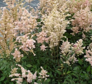 Astilbe japonica 'Peach Blossom'