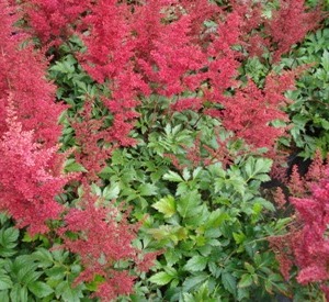 Astilbe japonica 'Red Sentinel'