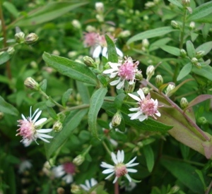 Aster lateriflorus 'Horizontalis'