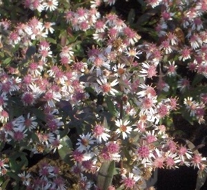 Aster lateriflorus 'Lady in Black'