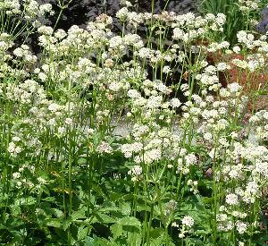 Astrantia major