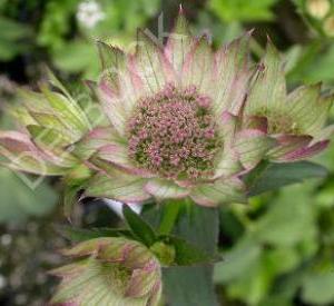 Astrantia major 'Buckland'