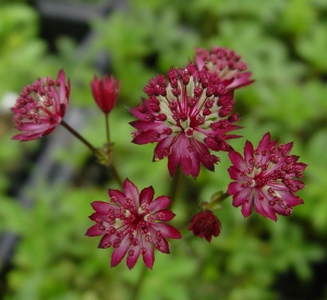 Astrantia major 'Claret'