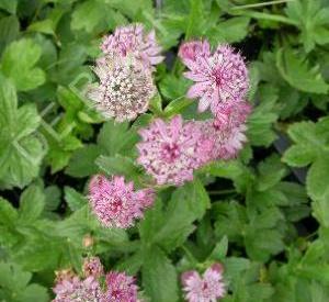 Astrantia major 'Lars'