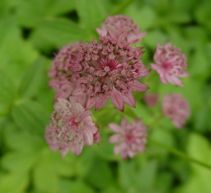 Astrantia major 'Pink Pride'
