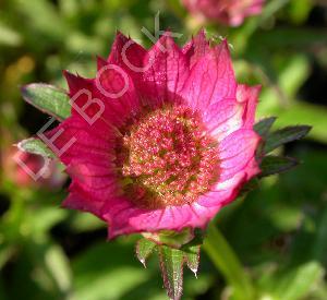 Astrantia major 'Roma'