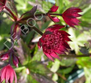 Astrantia major 'Rubra'