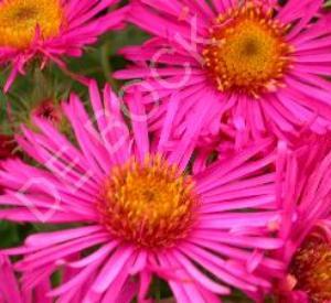 Aster novae-angliae 'Andenken an Alma P�tschke'