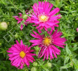 Aster novi-belgii 'Crimson Brocade'