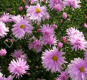 Aster novi-belgii 'Fellowship'