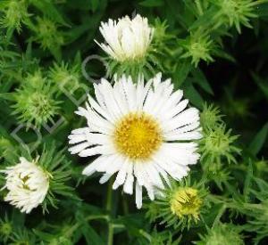 Aster novae-angliae 'Herbstschnee'