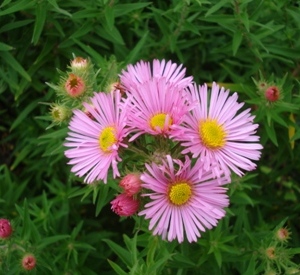 Aster novae-angliae 'Harrington's Pink'